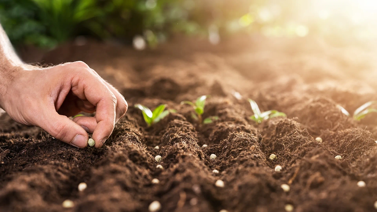 Русский народ связывал Кузьму-огородника с высадкой семян и жизненным циклом кукушек. Фото © Shutterstock / FOTODOM / Andrey_Popov