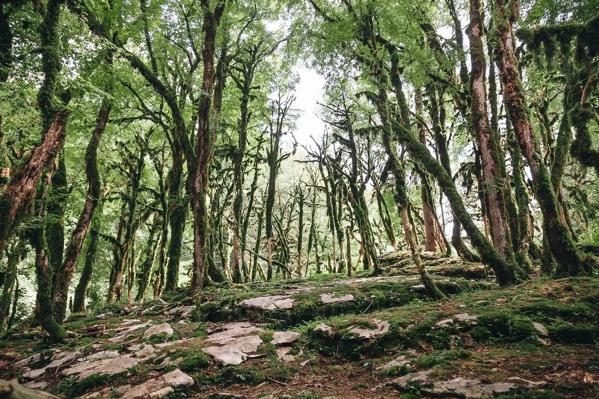 Клещи предпочитают леса с высокой травой. Фото © Shutterstock / FOTODOM / elly_kei