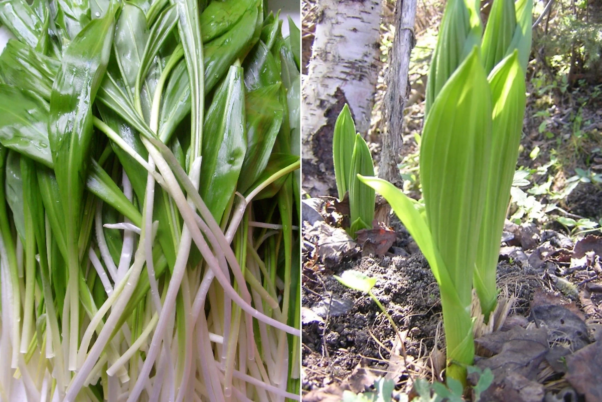 Черемша (слева), чемерица (справа). Фото © Wikipedia / Borealis55, sarang