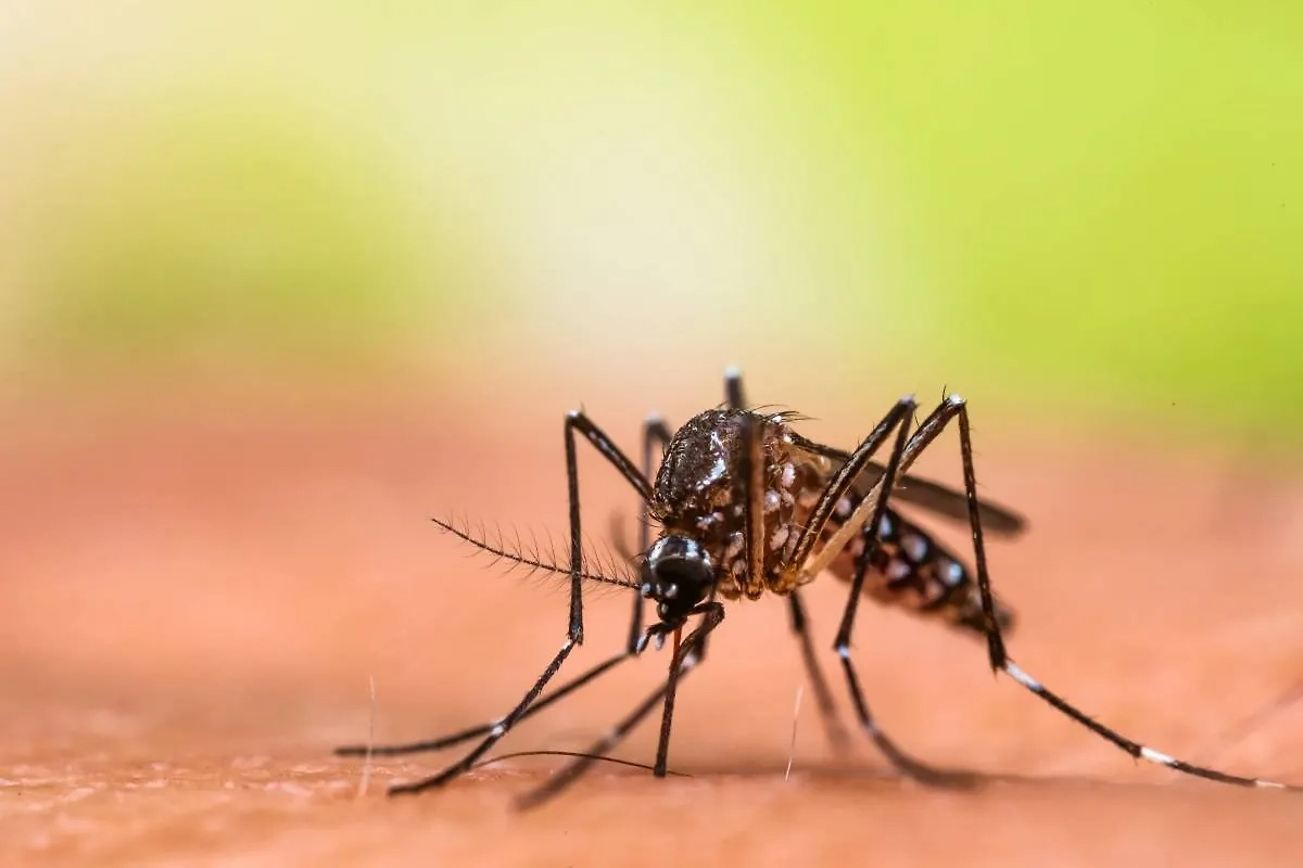 В 2025 году возможно нашествие комаров. Обложка © Shutterstock / FOTODOM / frank60