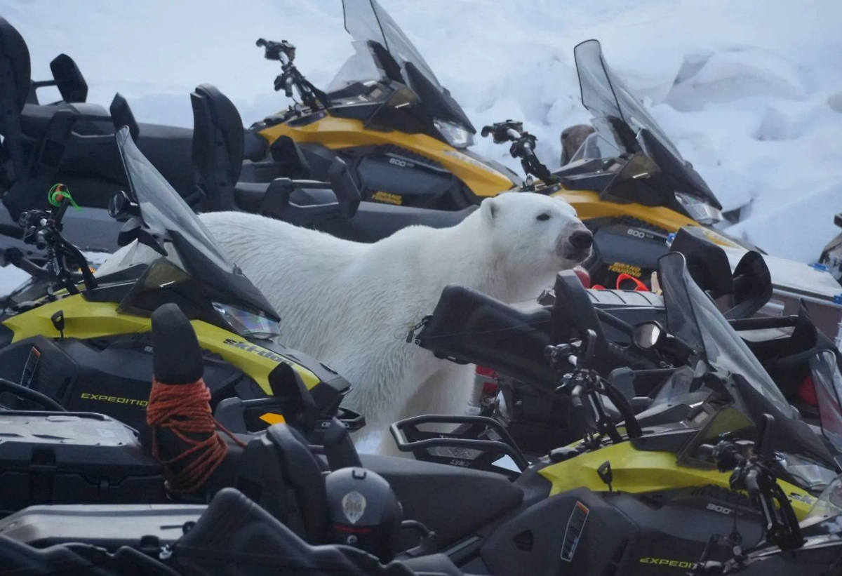 Медведь атаковал туриста. Обложка © Telegram / Наташка на Севере