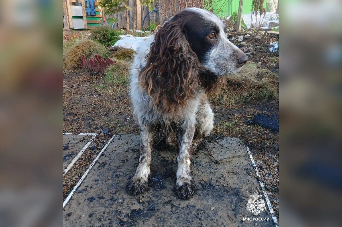 Пёс Трамп, спасший своих хозяев из пожара. Обложка © VK / МЧС Удмуртии