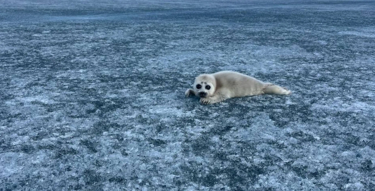 Капитаны катера помогли нерпе и её детёнышу найти друг друга. Фото © Telegram / Волна Ольхона - ХИВУСЫ/Быстроходные КАТЕРА