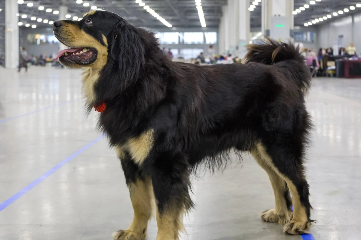 Монгольские банхары отращивали густую и неопрятную шерсть потому, что свалявшиеся из волосяного покрова «дреды» не могли прокусить волки. Фото © Shutterstock / FOTODOM / Sergey Lavrentev
