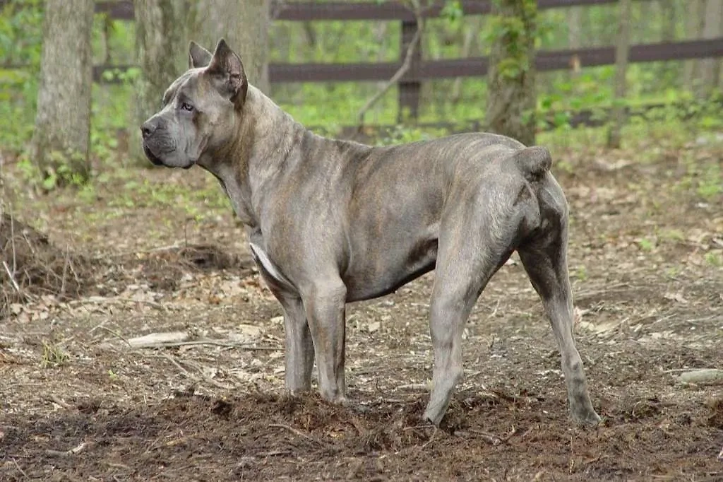 Когда-то предки кане-корсо воевали в составе римской армии. Теперь они живут в уютных домах вместе с зажиточными владельцами. Фото © Wikipedia / Кумарррр