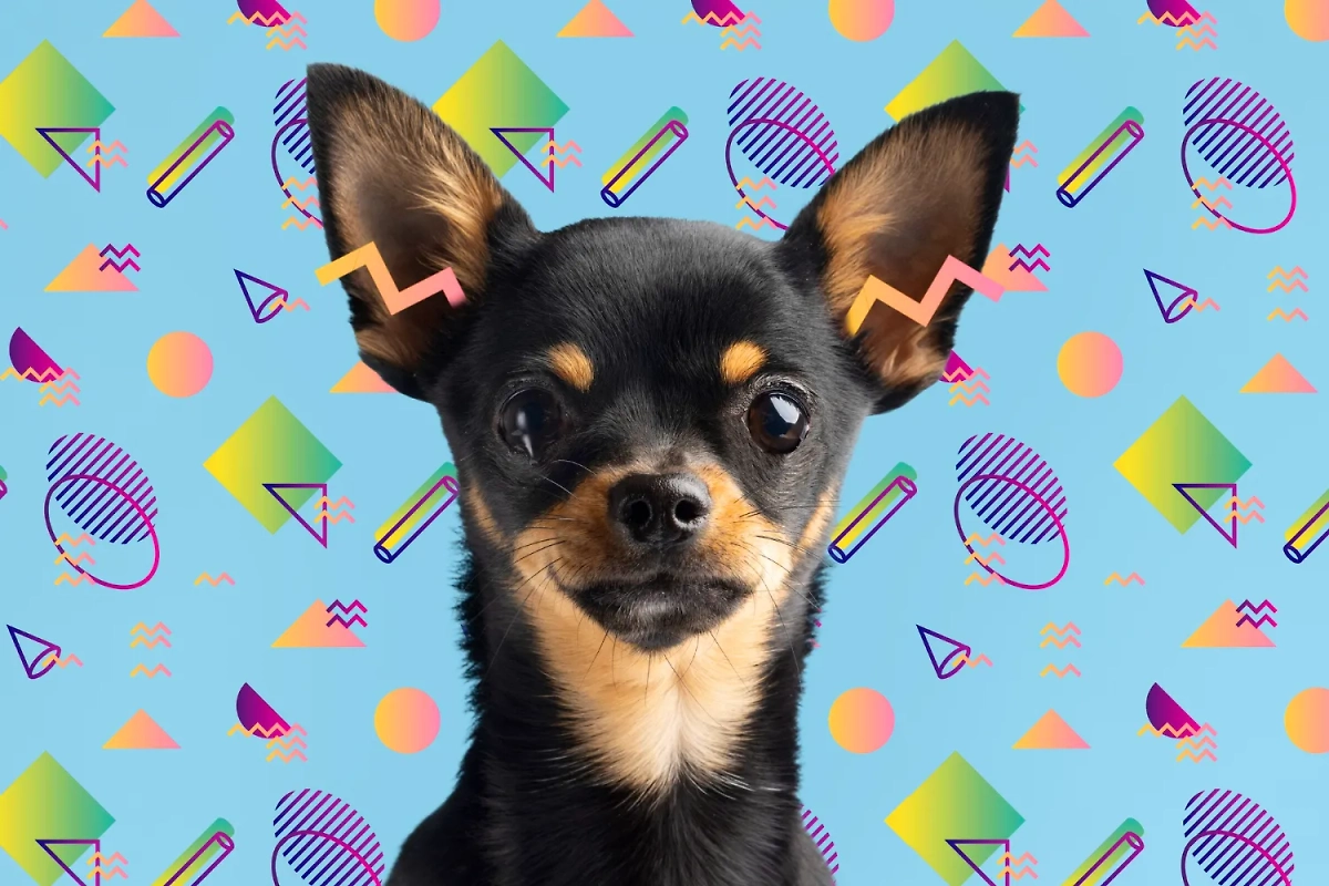 В каких странах мира впервые появились эти знаменитые породы собак?  Обложка © Freepik