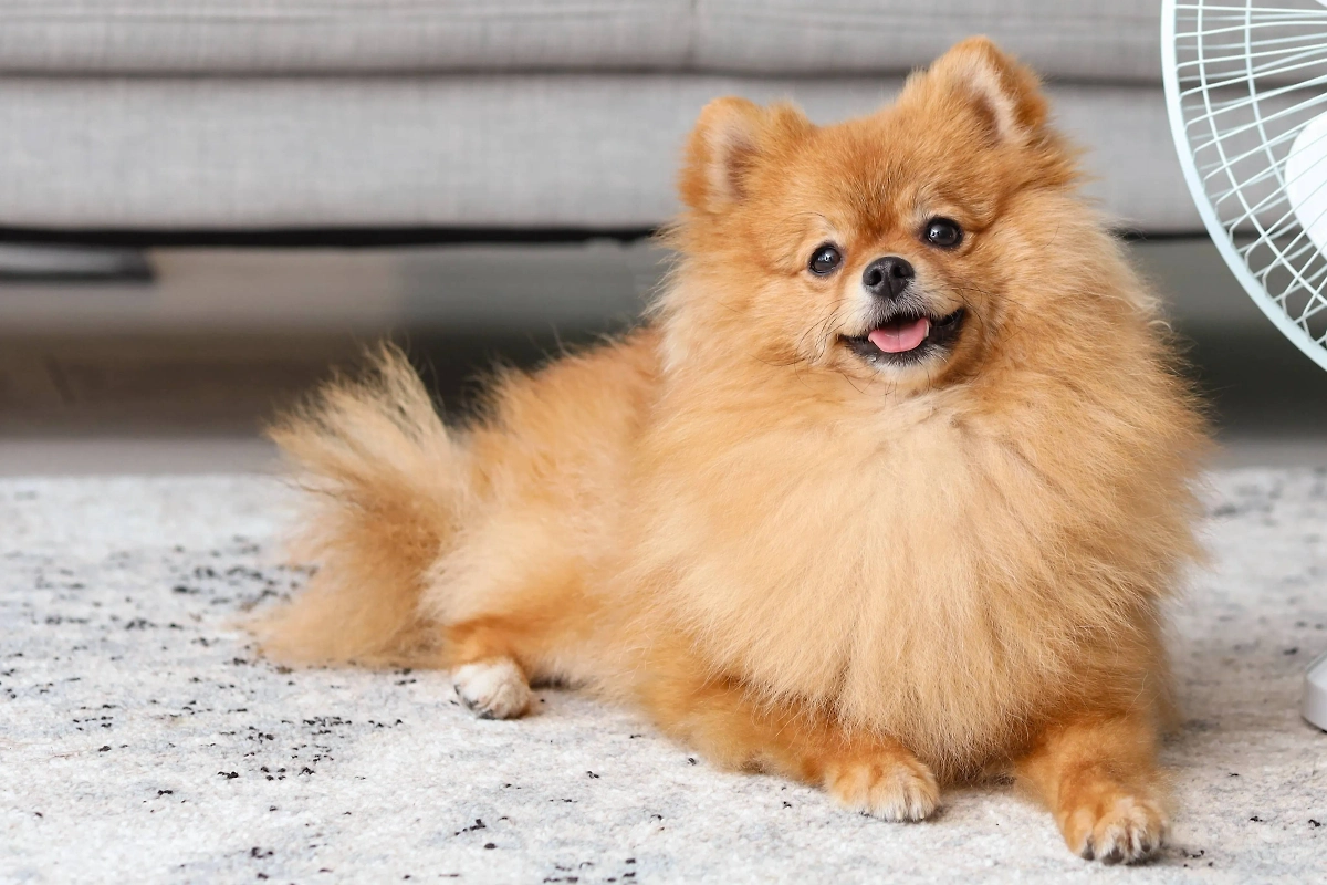 Миленький маленький шпиц больше всех готов к новому ледниковому периоду. Фото © Shutterstock / FOTODOM / Pixel-Shot