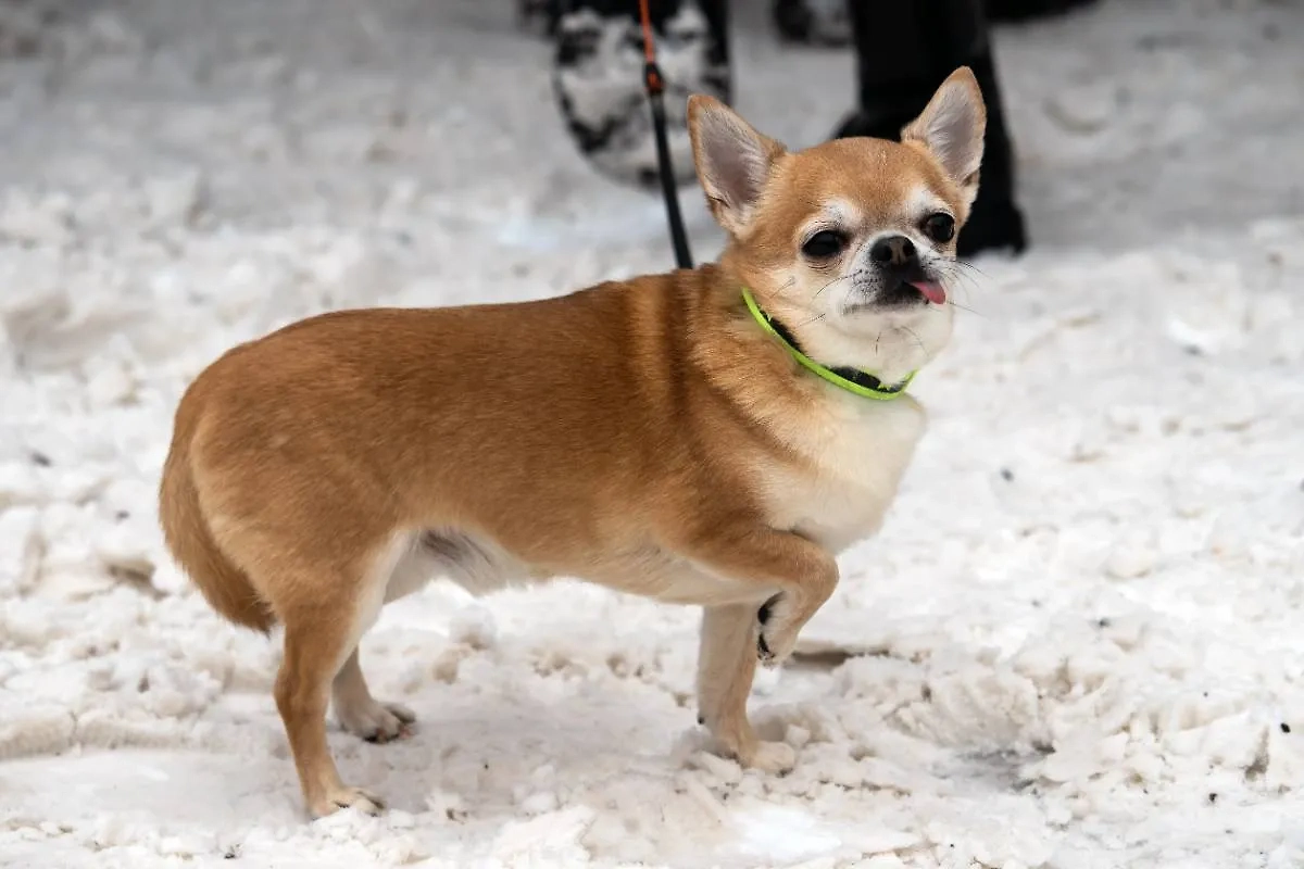Чихуахуа — потомок древних ацтекских дворцовых собак. Фото © Shutterstock / FOTODOM / Dmitri T