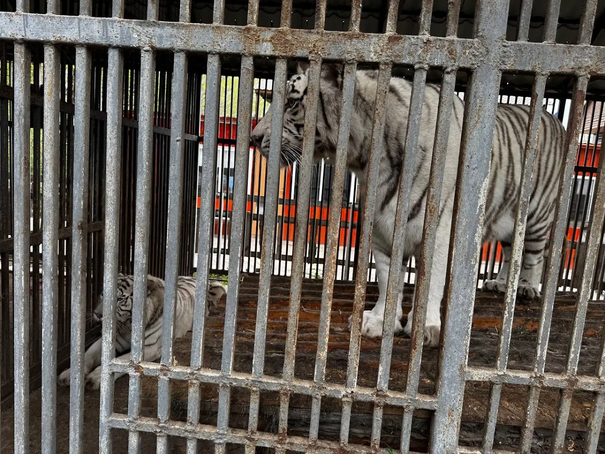 Белые тигры в зоопарке. Фото © Telegram/Следком ДНР