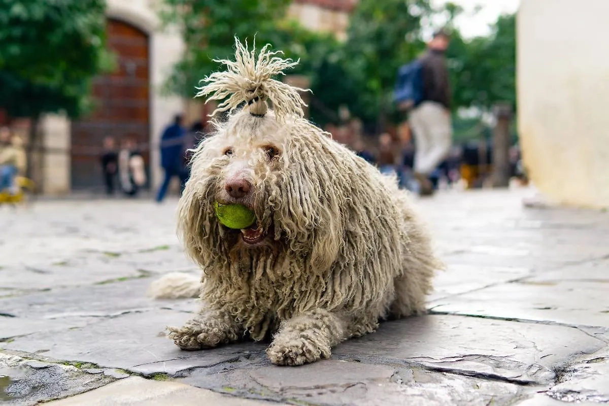 Комондор — забавный патлач, который, кажется, так долго жил бок о бок с овцами, что стал похож на них. Фото © Shutterstock / FOTODOM / tomasrulak
