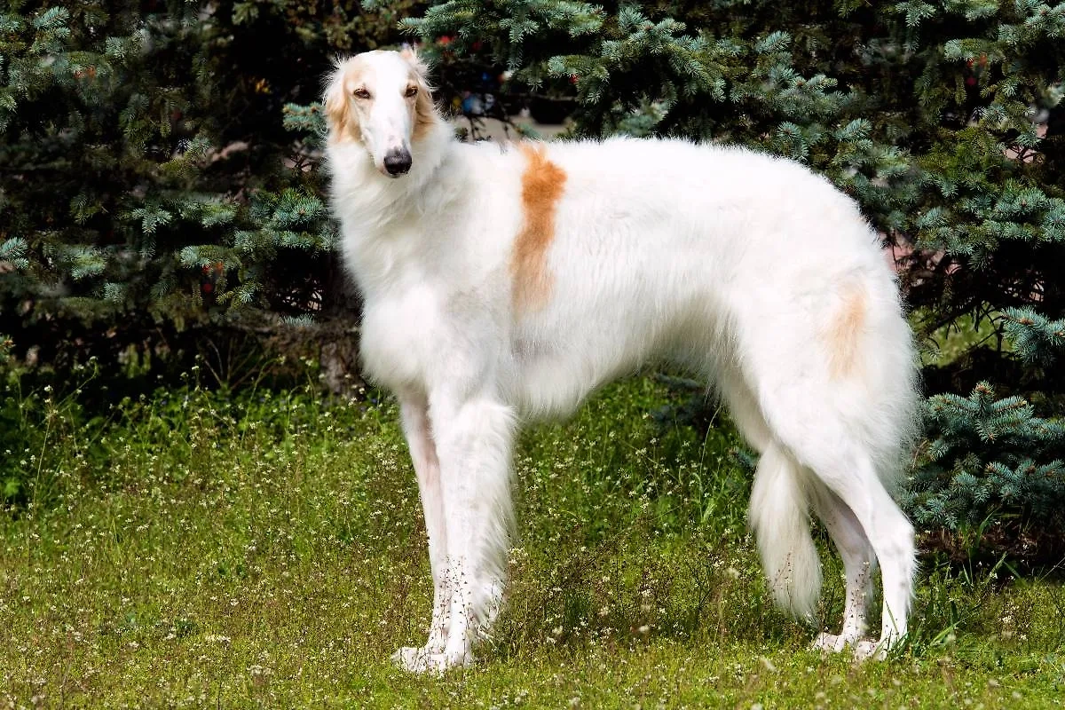 На самом деле борзых вывели арабы на Аравийском полуострове. Они стали отличной и послушной альтернативой гепардам, им не требовался клобук. Фото © Shutterstock / FOTODOM / volofin