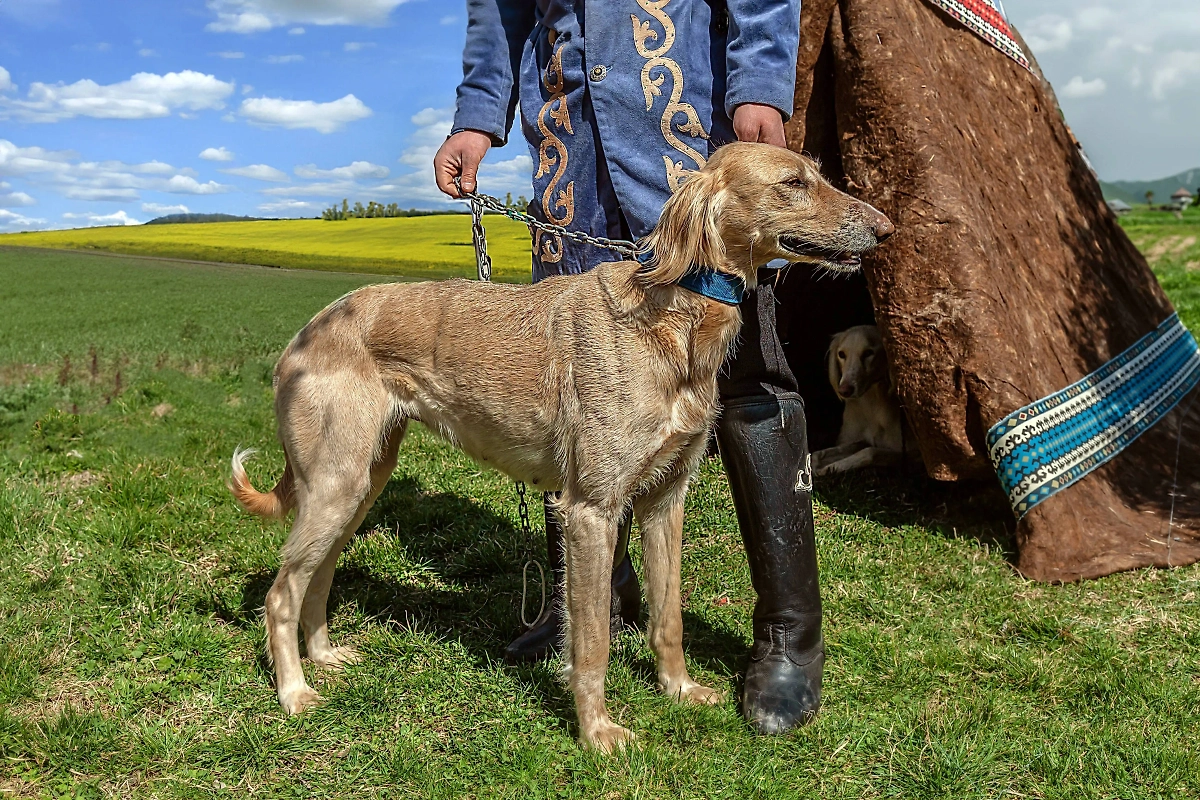 Тазы — одна из самых древних борзых. Её особенно полюбили в Казахстане. Фото © Shutterstock / FOTODOM / Vladimir Konstantinov