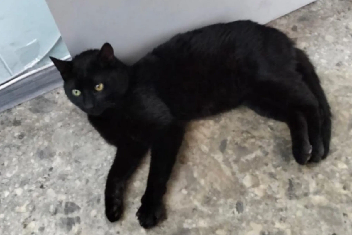 Кот Бурак из Стамбула. Фото © VK / Транспортная группа FESCO