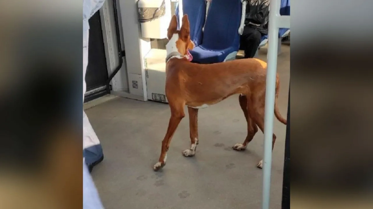 Собака сбежала из дома и села в электричку. Фото © VK / Красный Бор ВКонтакте