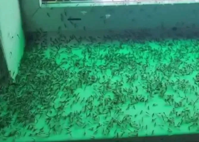 Жители Таганрога столкнулись с масштабным нашествием комаров. Обложка © Telegram / Осторожно, новости