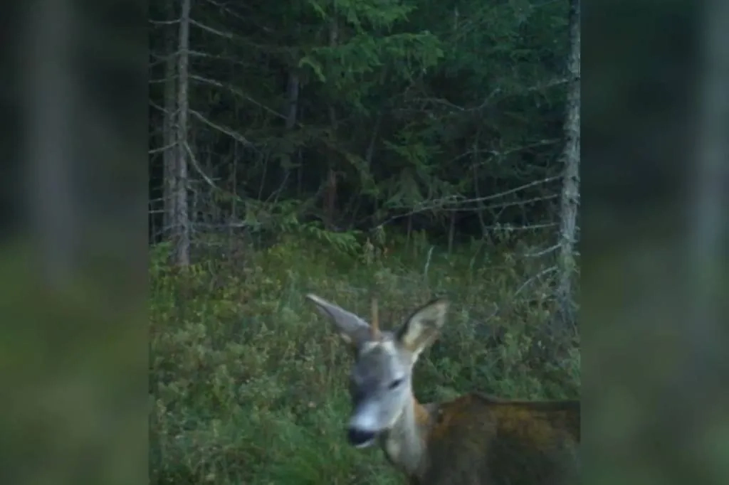 Фотоловушка сняла «единорога» в Карпатах. Фото © Facebook (признан экстремистской организацией и запрещён на территории Российской Федерации) / Бойківщина