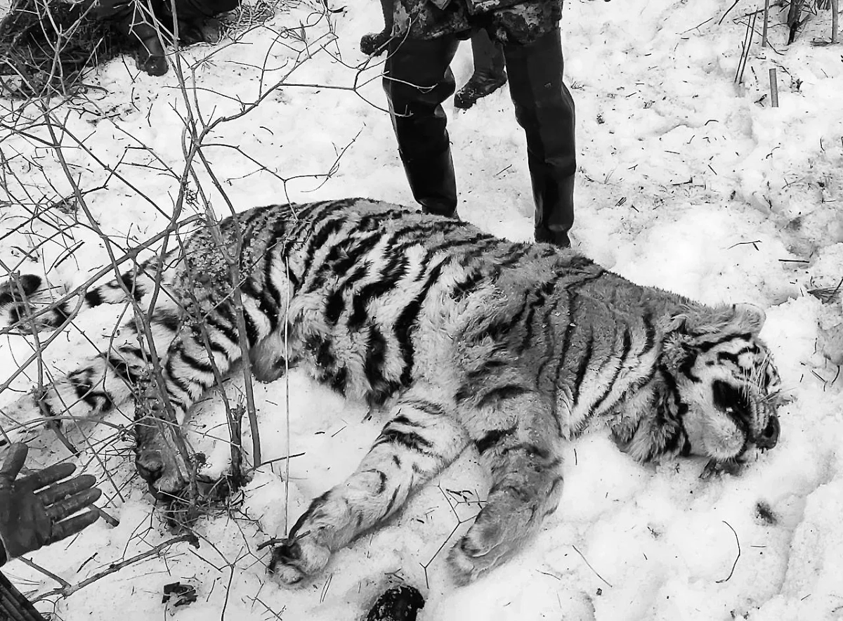 Убившего лесничего в Приморском крае тигра застрелили. Обложка © Telegram / Национальный парк «Удэгейская легенда»