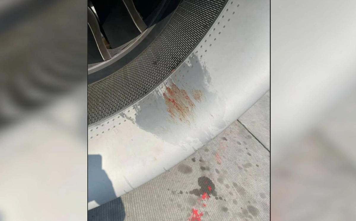 Самолёт «Уральских авиалиний» столкнулся с птицей. Фото © Telegram / UralAirlines_Official