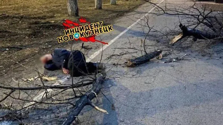 Дерево проломило голову мужчине. Фото © Telegram / Инцидент Новокузнецк