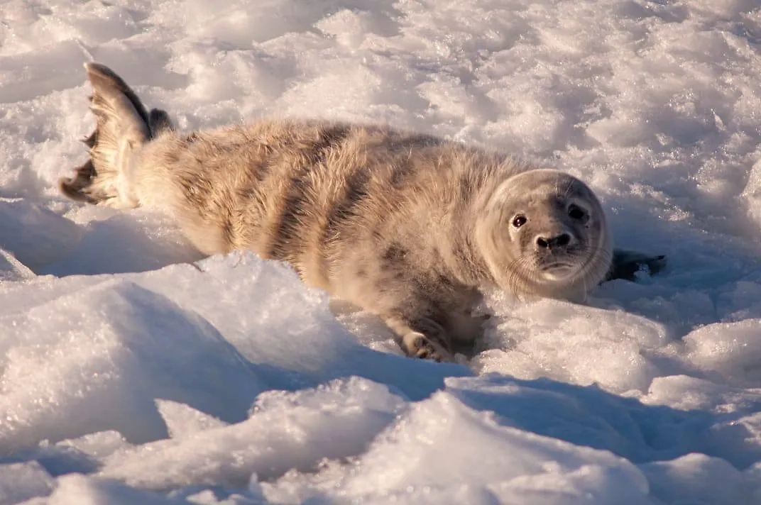 Откормленный тюленёнок. Фото © Telegram / Nerpa SPb