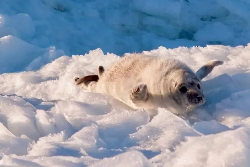 Тюленёнок хочет взлететь, но он слишком толстый для этого. Фото © Telegram / Nerpa SPb