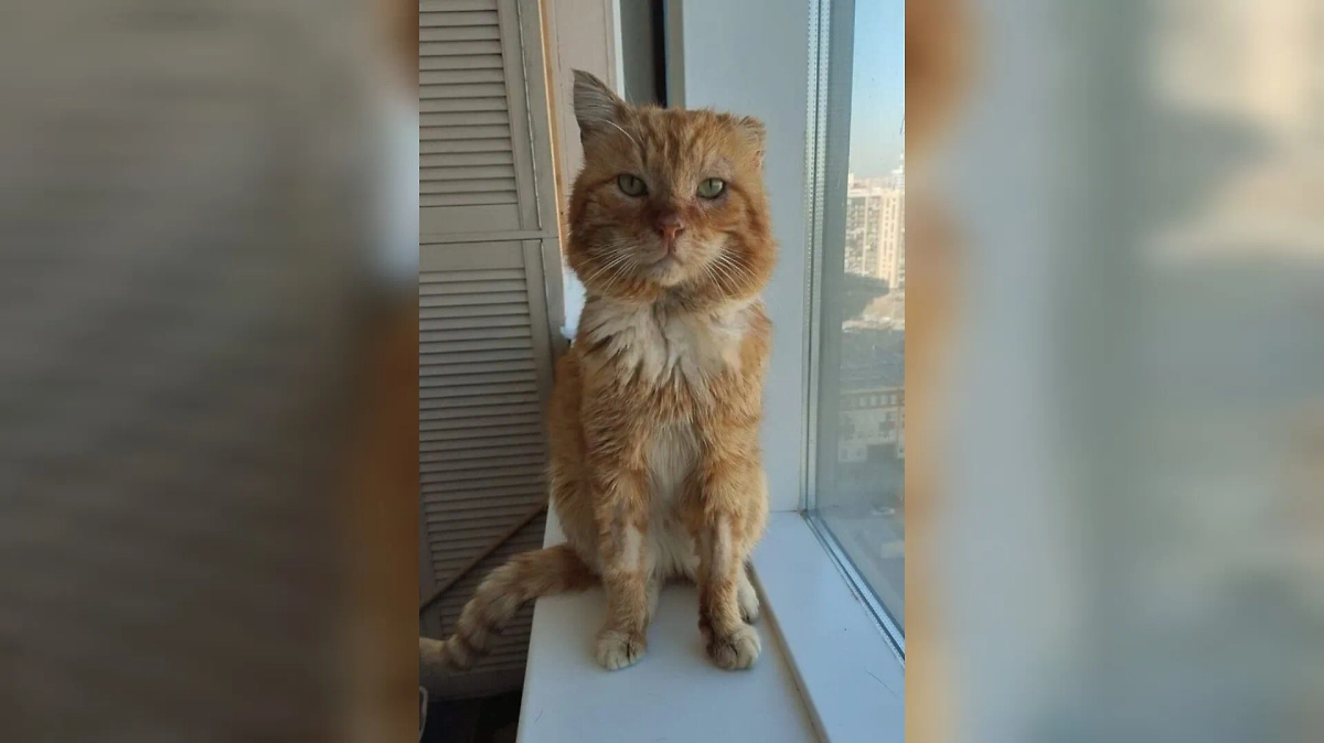 Кот из Дагестана семь лет жил на могиле хозяина. Фото © VK / Дмитрий Корелов