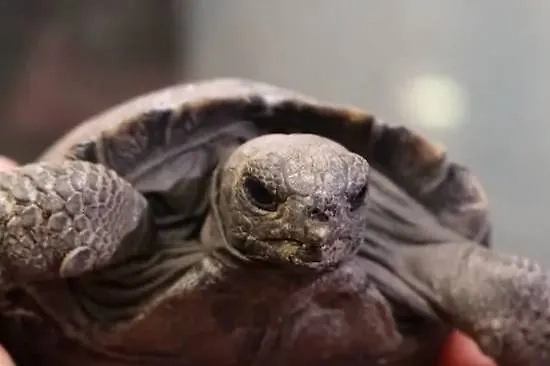 Детёныш галапагосских черепах. Обложка © X / phillyzoo