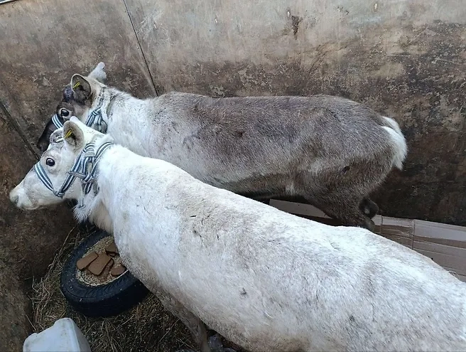 Брошенные в прицепе олени. Обложка © 72.ru