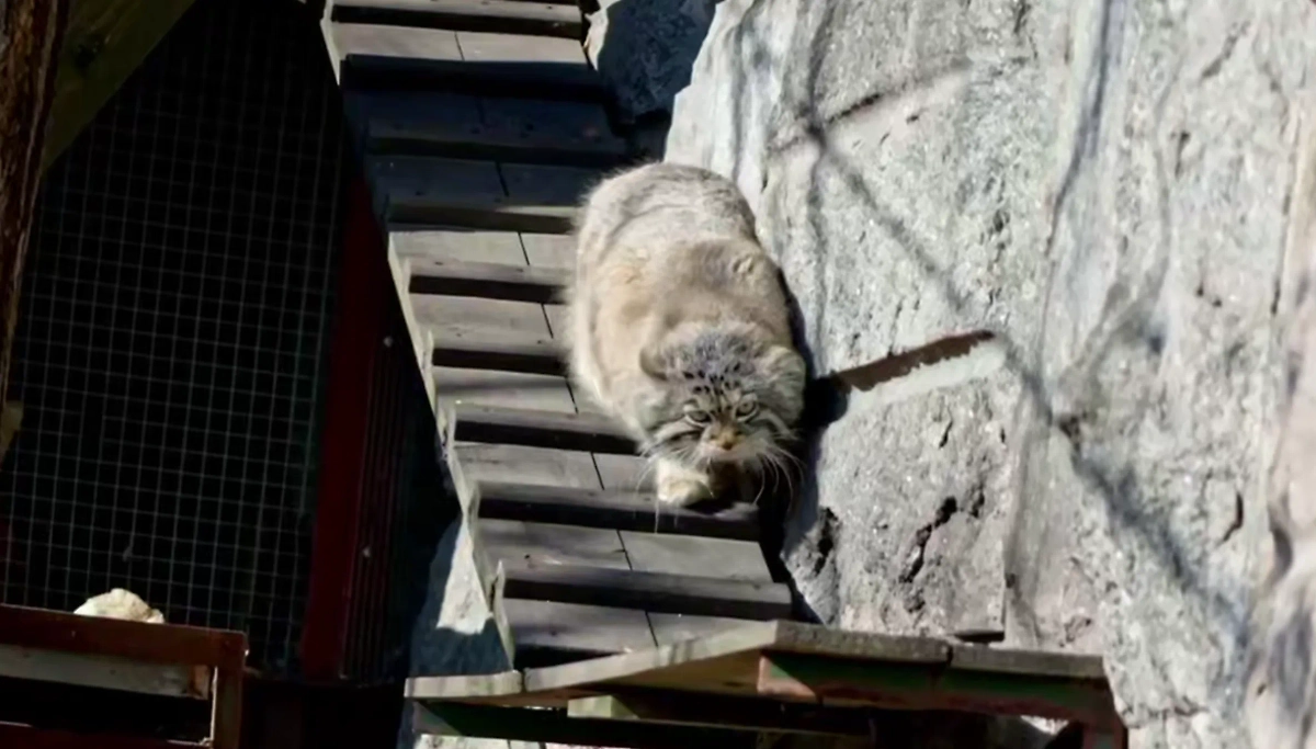 Манул Тимофей из Московского зоопарка. Видео © Telegram / Московский зоопарк