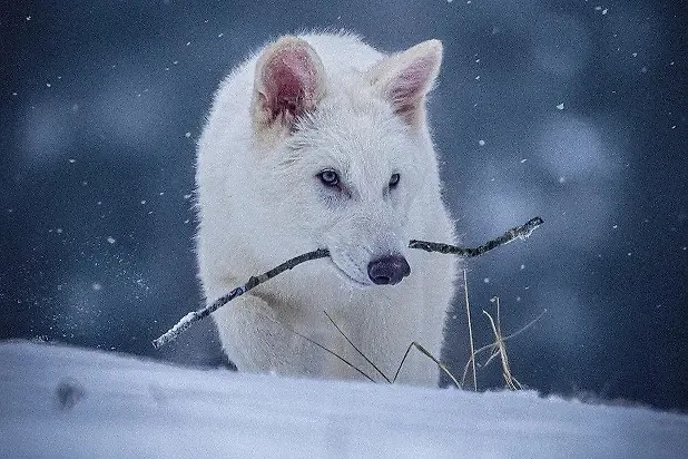 Один из подросших «лютоволков» Aenocyon dirus. Фото © colossal
