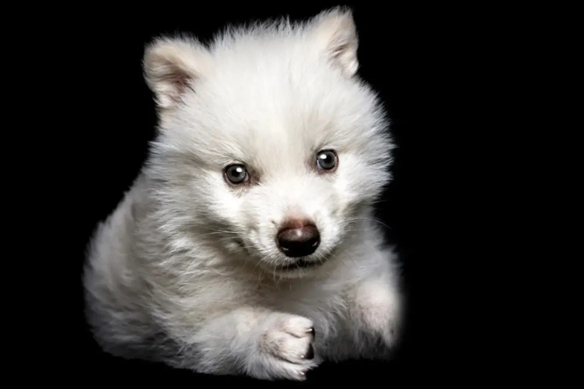 Один из выведенных с помощью генной инженерии щенков «лютоволка» Aenocyon dirus. Фото © colossal