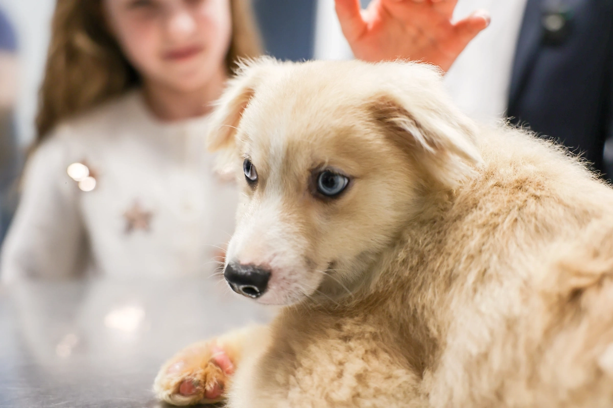 Щенок Тео. Фото © Минсельхъоз Подмосковья
