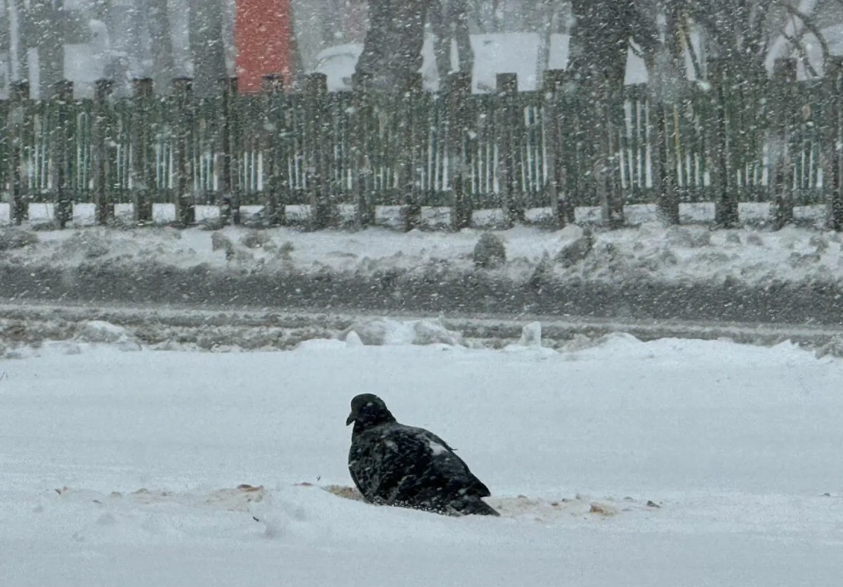 Обложка © Life.ru