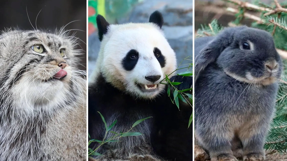 Животные Московского зоопарка предстали в человеческом обличье благодаря ИИ. Фото © T.me / Весна в Москве