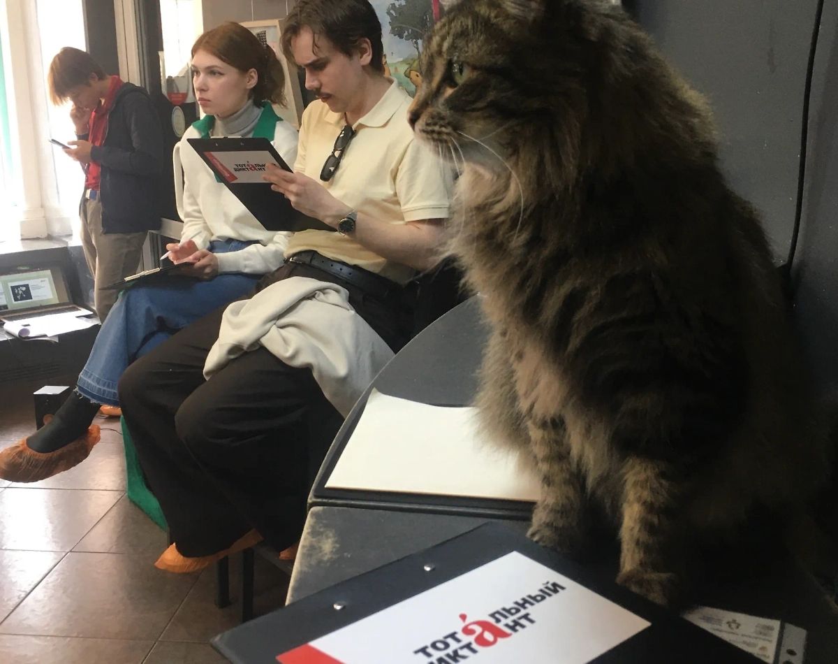 Тотальный диктант в котокафе. Обложка © VK / Республика кошек и котов