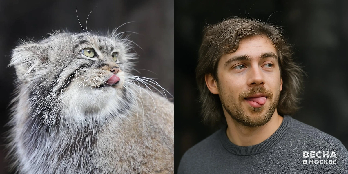 Манул в образе человека шокировал пользователей Сети своим характерным взглядом. Фото © T.me / Весна в Москве