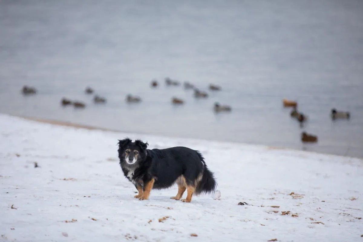 Собака и снег в Москве. Фото © Life.ru