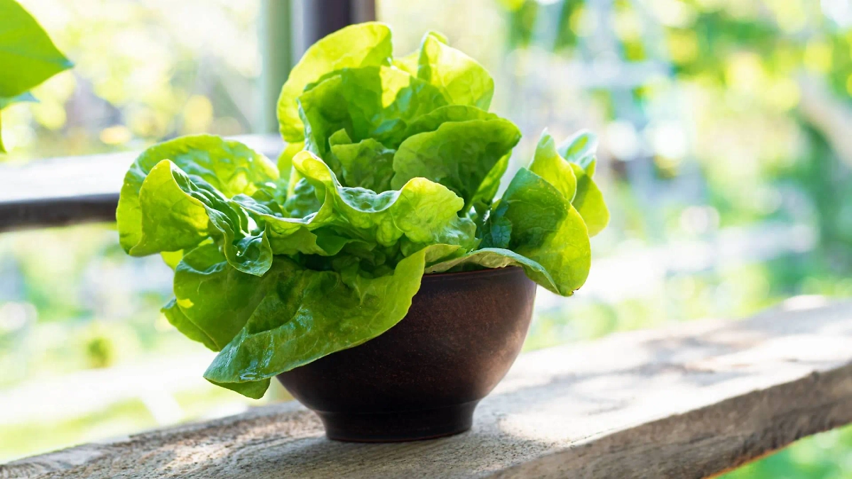 Как правильно обрабатывать сад от тли советским способом. Фото © Freepik 