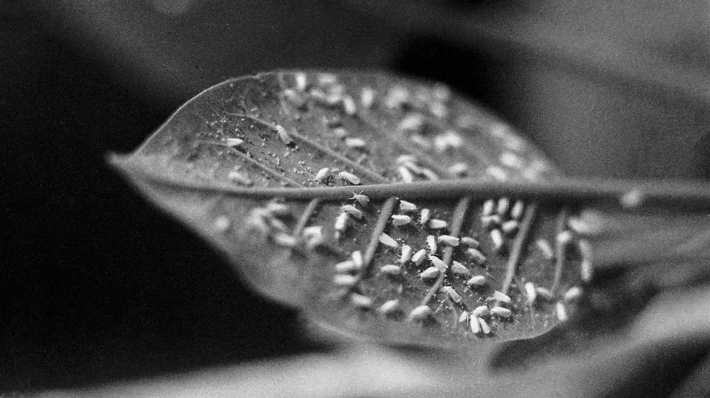 Чем опасна тля и почему от неё важно быстро избавиться. Фото © ТАСС / Фотохроника ТАСС / Борис Капнин