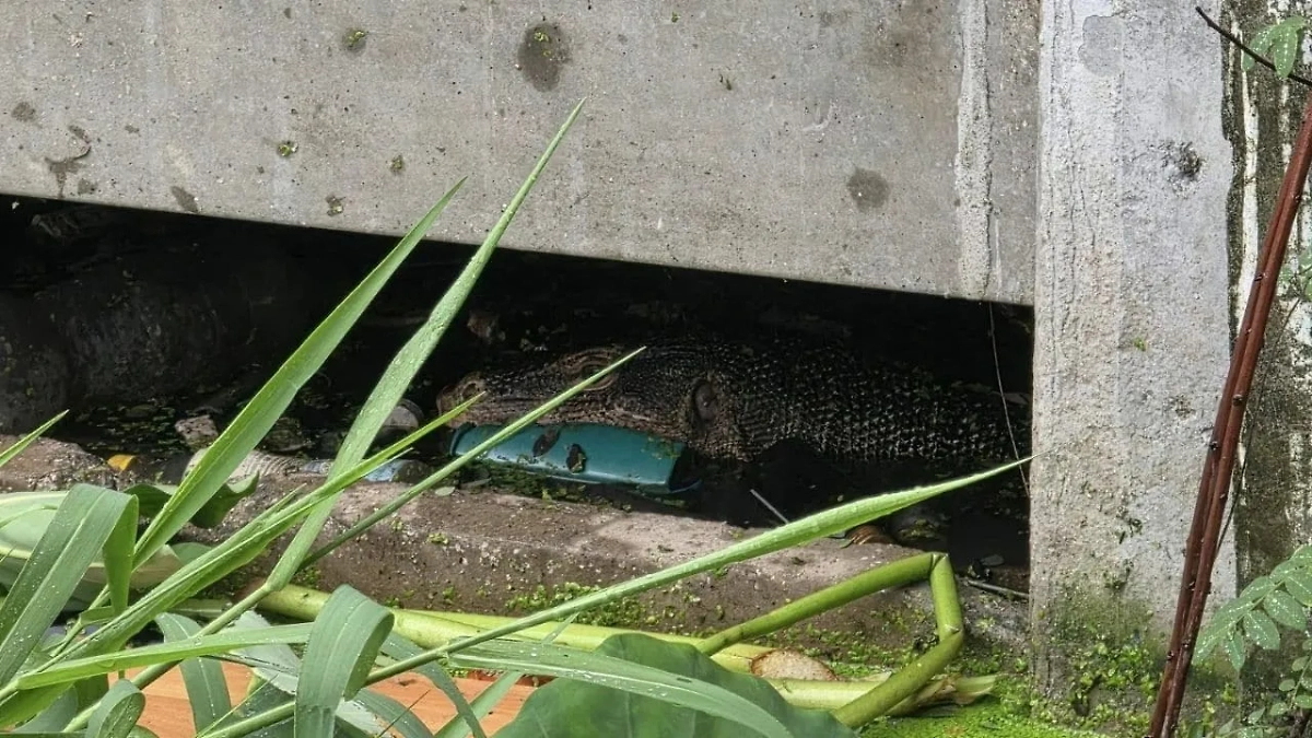 Варан, напавший на новорождённого младенца в Таиланде. Обложка © Facebook (признан экстремистской организацией и запрещён на территории Российской Федерации) / NAKON45 อัญวุฒิ โพธิ์อำไพ