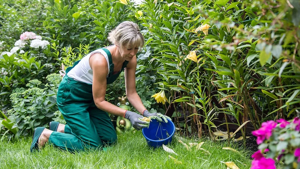 Какие цветы на даче привлекают деньги и успех, по народным приметам. Фото © ТАСС / DPA / Christin Klose