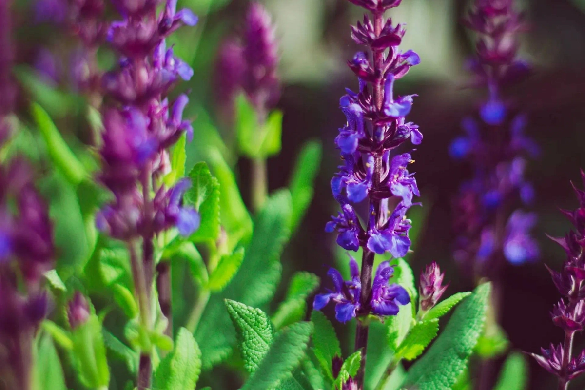 Шалфей. Обложка © Unsplash / Sean Foster