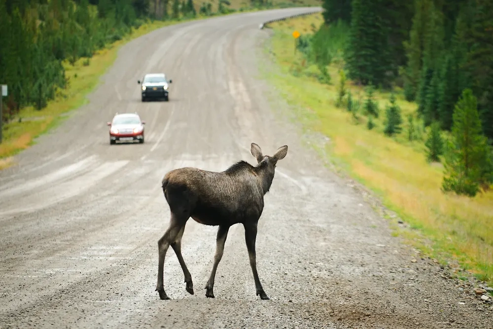 Обложка © Shutterstock /FOTODOM / BGSmith