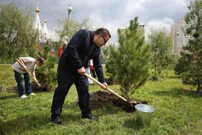 Посадка кедра. Фото © NEWS.ru / Алексей Белкин