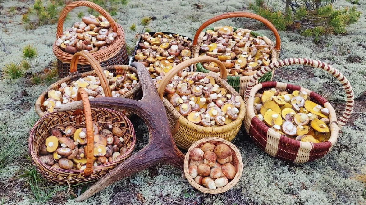 Снимки корзинок грибников. Обложка © Telegram / Мещерский тупик