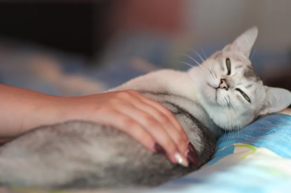 Обложка © Shutterstock /FOTODOM / synchR