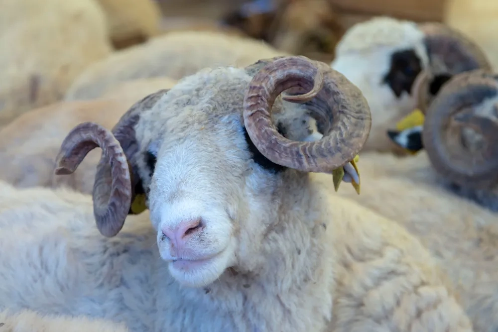 Обложка © Shutterstock / FOTODOM / stocktr