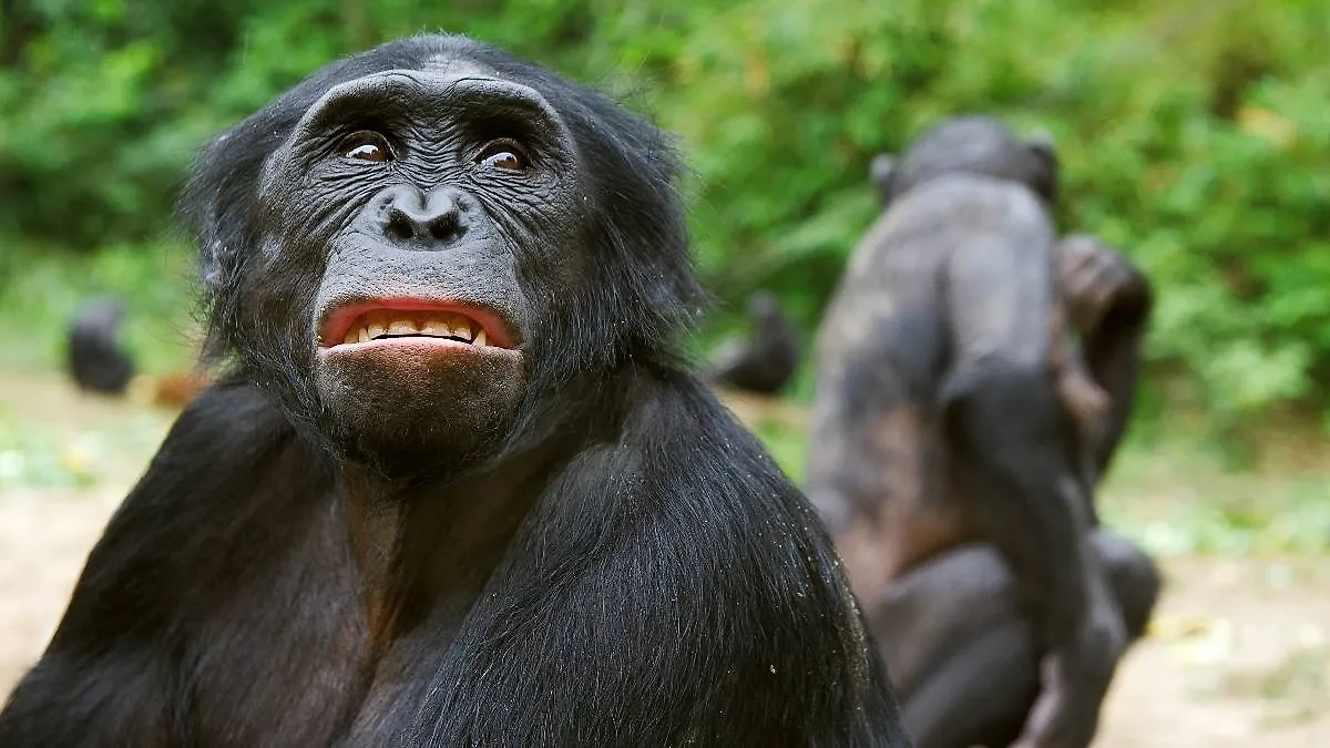 Шимпанзе — наши кузены: как близко мы связаны генетически. Фото © Shutterstock / FOTODOM / Sergey Uryadnikov