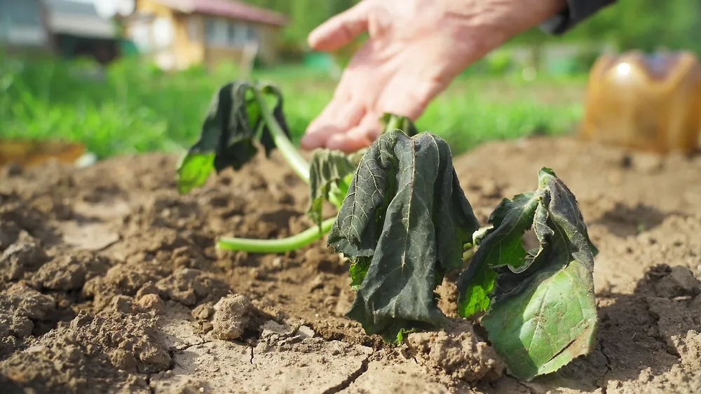 Обложка © Shutterstock / FOTODOM / woff