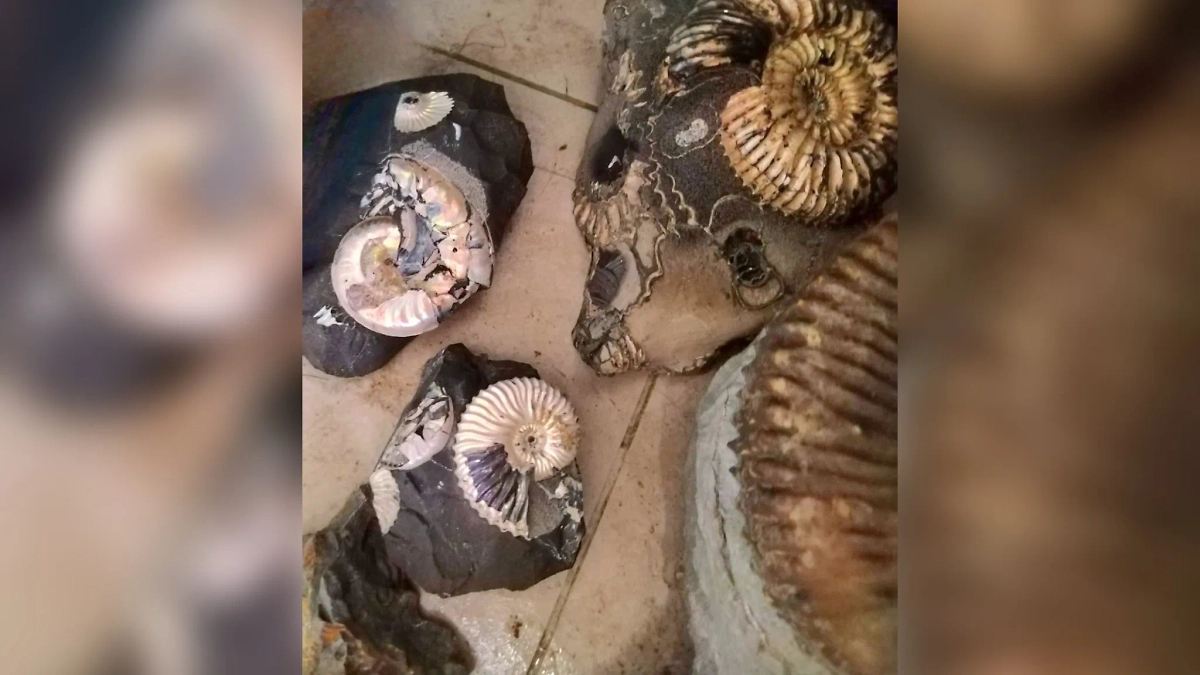 Древние моллюски, которые нашли у студента. Фото © ФТС России